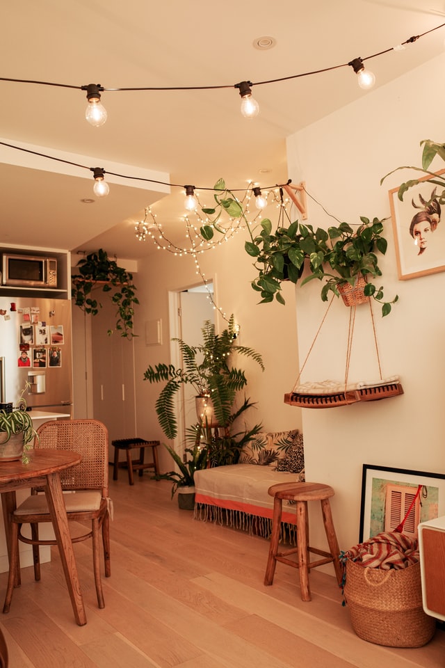 Indoor Plants