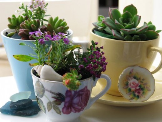 Tea pot garden