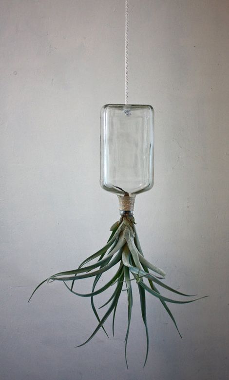 Air plant Decoration