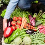 Growing vegetables at home