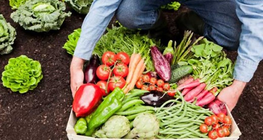 Growing vegetables at home