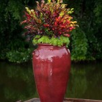 Croton plant decoration