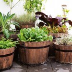 4 Must Have Herbs for Beginning With A Kitchen Garden Kitchen garden Herbs for beginners