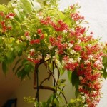 Fragrant Plants For Indian Summers Madhumati dwarf