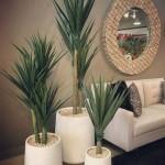Yucca Plant as indoor plants
