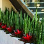 Create Hedge Landscape With Snake Plant Snake plant for creating hedge for landscaping