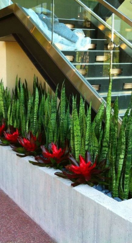 Snake plant for creating hedge for landscaping