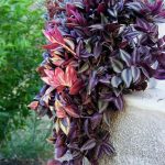 Tradescantia zebrina plant decor