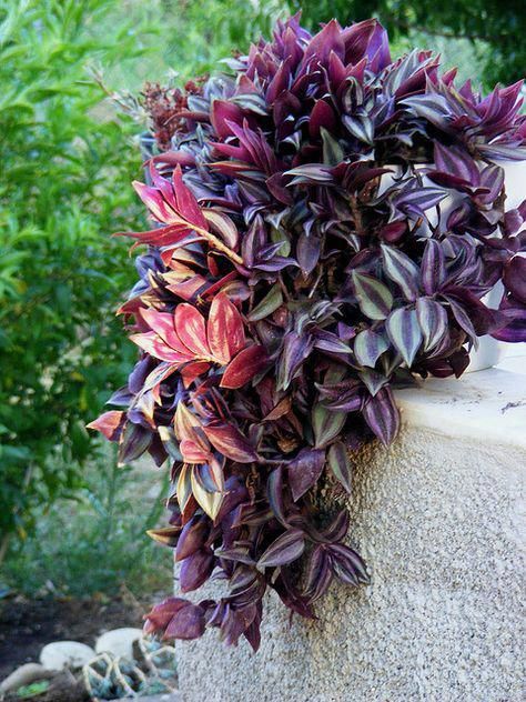 Tradescantia zebrina plant decor