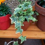 9 Steps To Purify Indoor Air Naturally Air Purifier plants