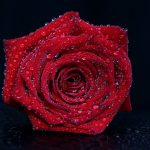 Beauty Benefits Of Using Rose Water Beauty benefits of rose water