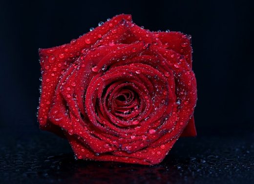 Beauty benefits of rose water