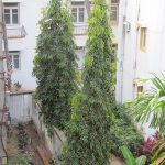 Spiritual And Medicinal Benefits Of Planting Sacred Ashoka Tree At Home Benefits of planting Ashoka tree at home