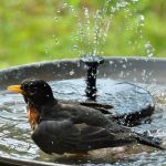 Making Bird bath ideas