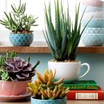 Home decor with Aloe Vera