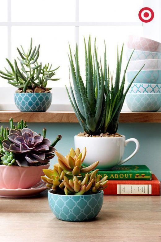 Home decor with Aloe Vera