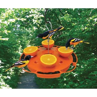 how to attract birds in your garden
