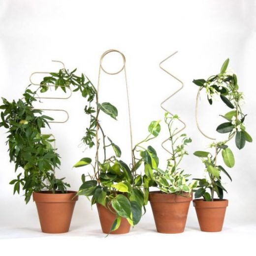 Topiary miniature plants for home garden