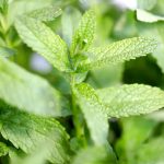 Reuse Plastic bottles to grow mint grow mint plant in plastic bottle