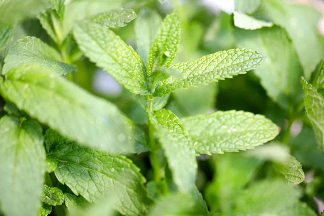 grow mint plant in plastic bottle