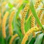 Winter super grains