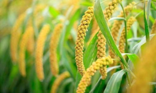 Winter super grains