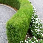 5 Plants Which Are Great To Create A Hedge Plant ideas to create garden hedge-Threads-WeRIndia